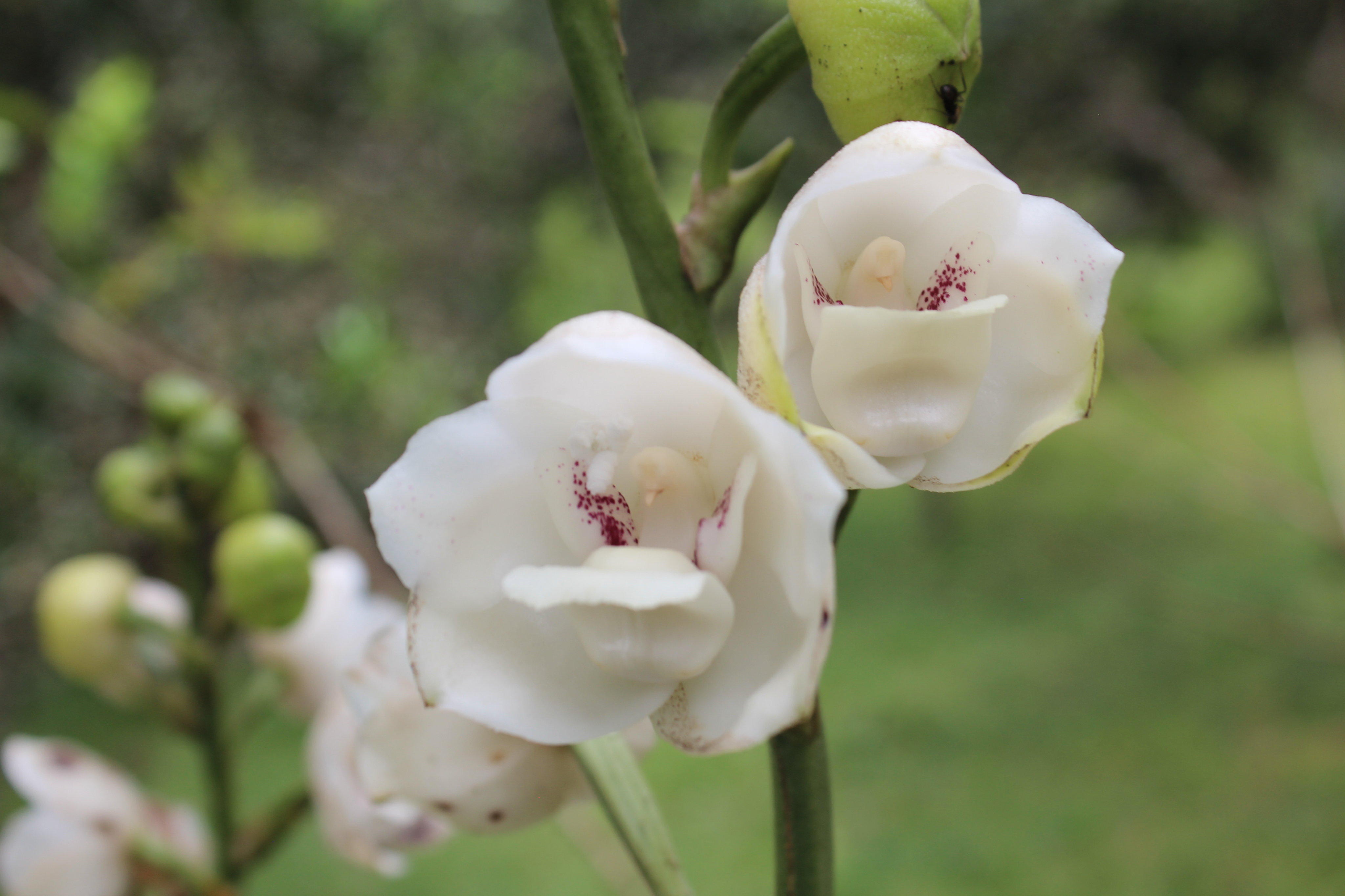 La belleza de la flor del Espíritu Santo | Critica