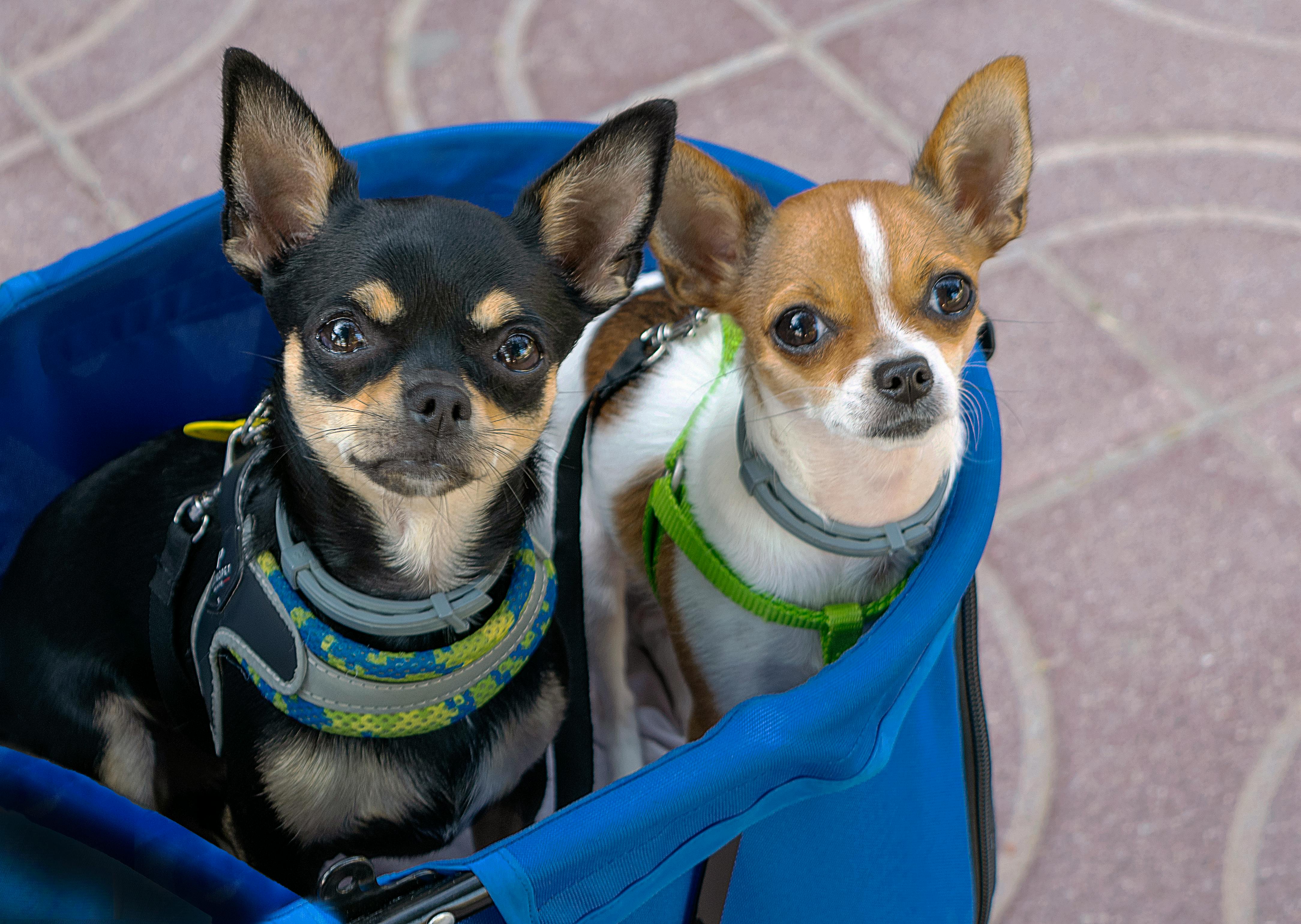 Es importante mantener a las mascotas en un lugar seguro. Foto: Pexels