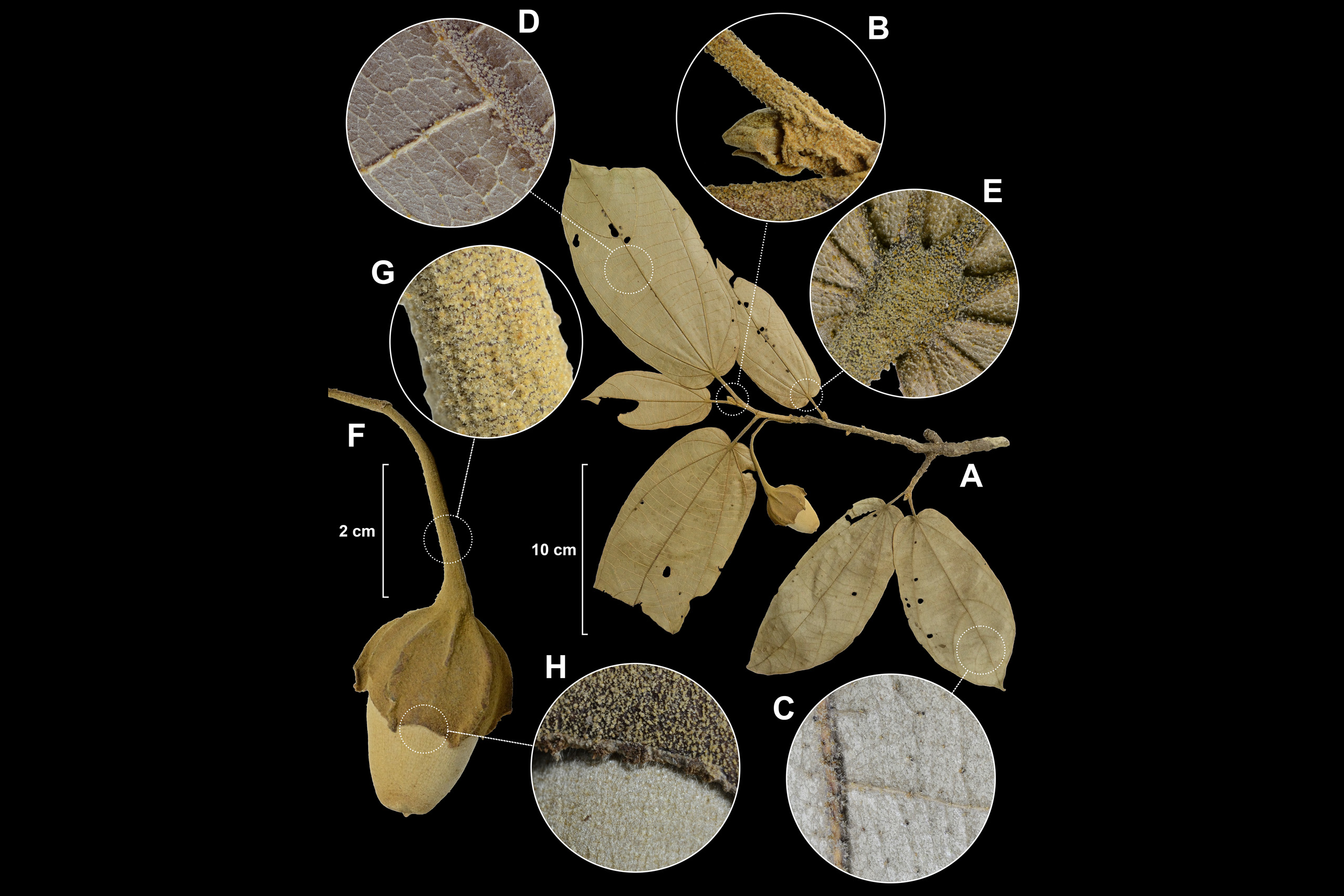  Muestras de M. petaquillae. Foto: Cortesía Smithsonian