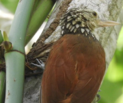 Aves del Parque de la Biodiversidad en el Biomuseo. Foto: Audubon Panamá