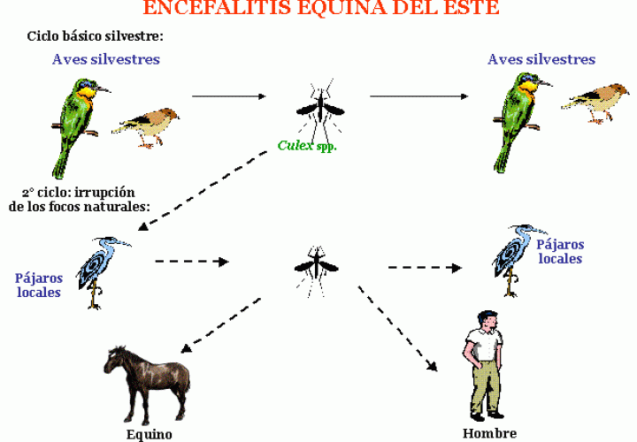 Tres casos confirmados de encefalitis equina del este 