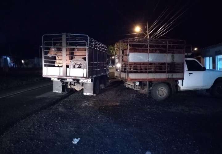 Capturan a los roba vacas en La Chorrera 