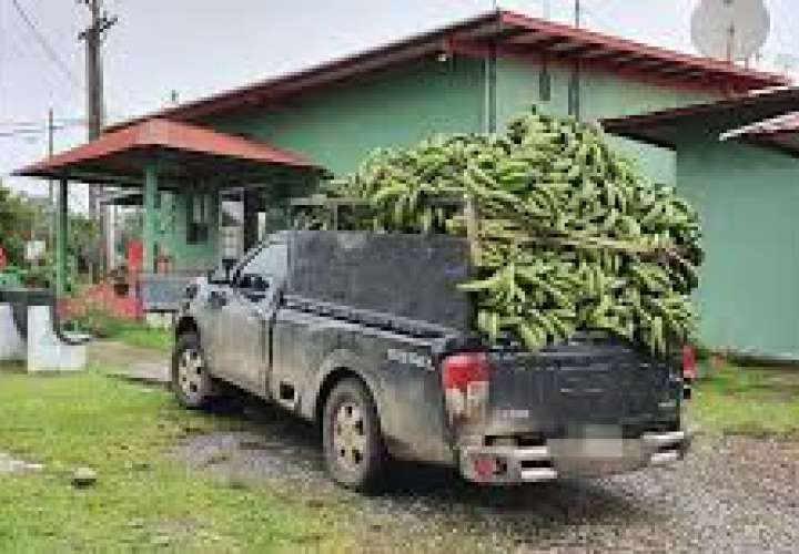 Decomiso de plátanos desde Costa Rica.