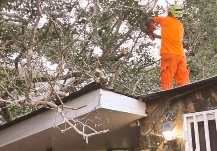 Árbol cae sobre vivienda.