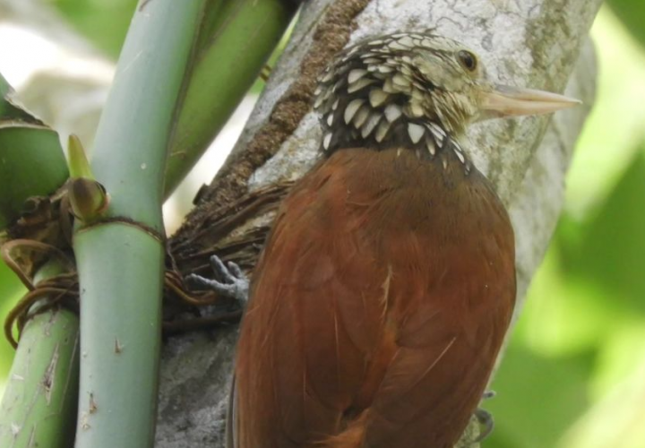 Aves del Parque de la Biodiversidad en el Biomuseo. Foto: Audubon Panamá