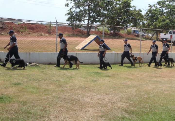 Perros adiestrados para operaciones antidrogas y de seguridad.