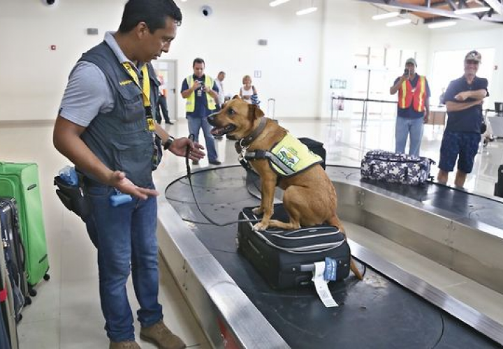 Perros del MIDA ayudan al decomiso de 1,730 kg de productos en Tocumen