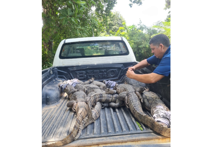 MiAmbiente realiza la reubicación de babillos en Coclé