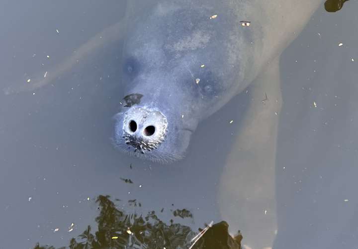  El gobierno declaró a los manatíes una especie legalmente protegida. Foto: Héctor Guzmán, STRI