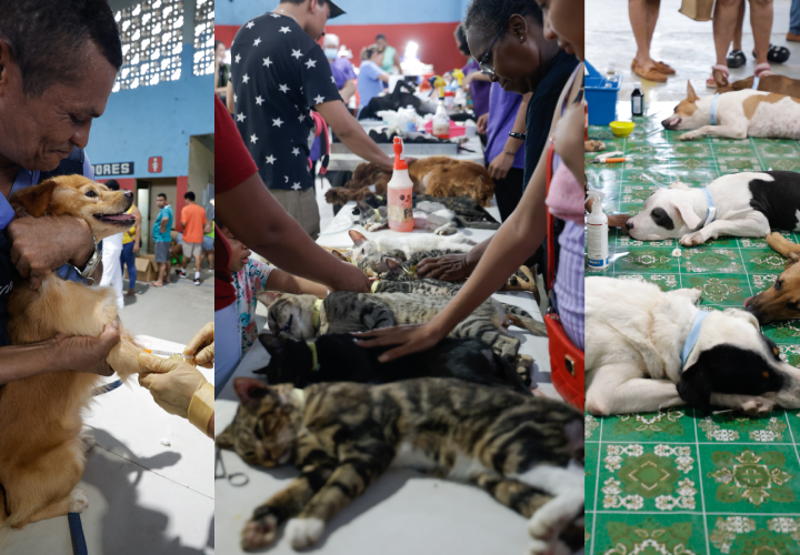 Realizan jornada de esterilización para unos 800 felinos y caninos