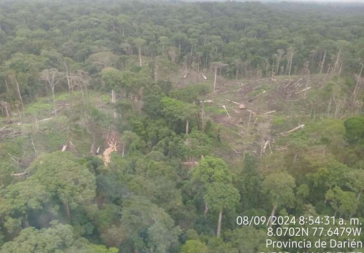 ¡Se acabó el relajo! MiAMBIENTE suspende permisos forestales en Darién