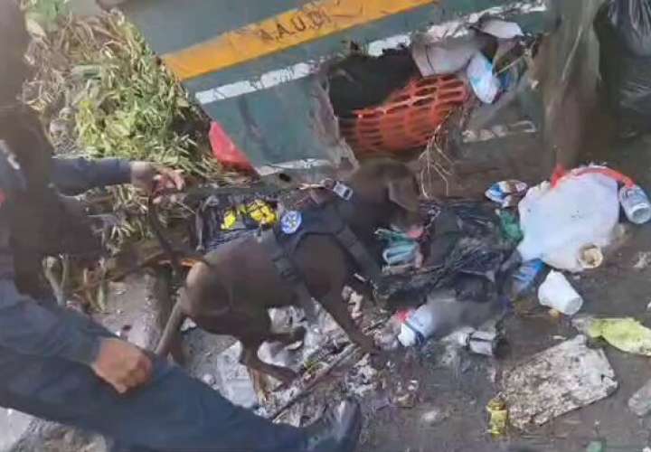 Unidad canina olfatea el área hasta encontrar las armas entre basura.