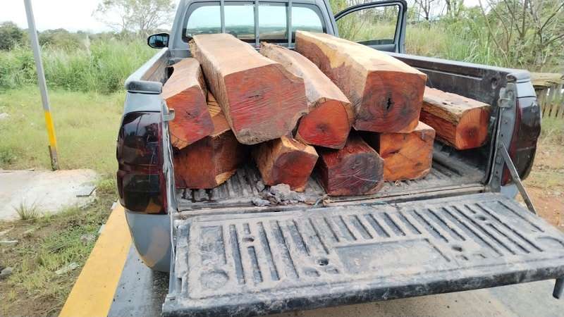 La madera fue talada ilegalmente del Parque Nacional Soberanía.