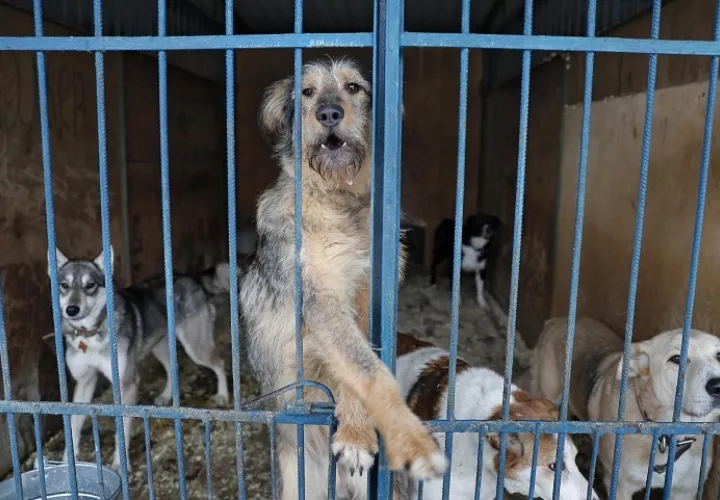 Refugio de perros callejeros Red Pine en Moscú, Rusia. Foto: EFE