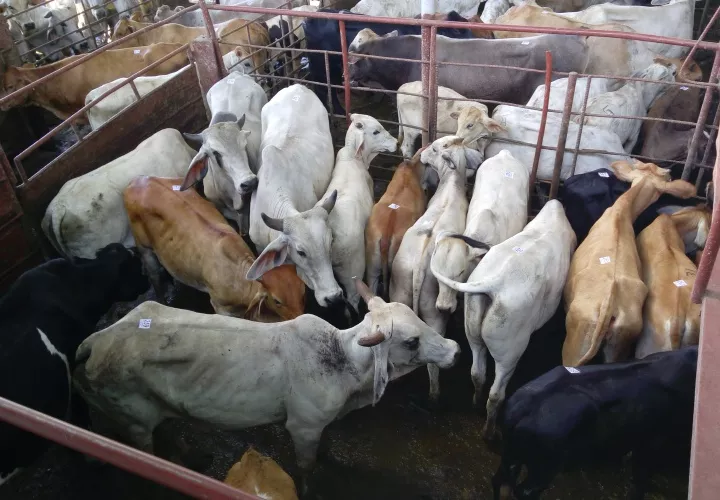 Los ganaderos en Chiriquí afirman que ellos aplicarán las medidas de control establecidas por el Mida. Fotos: José Vásquez