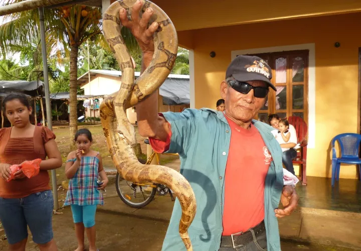 Coclé ha superado en casos de mordeduras de culebras a Veraguas. Melquiades Vásquez