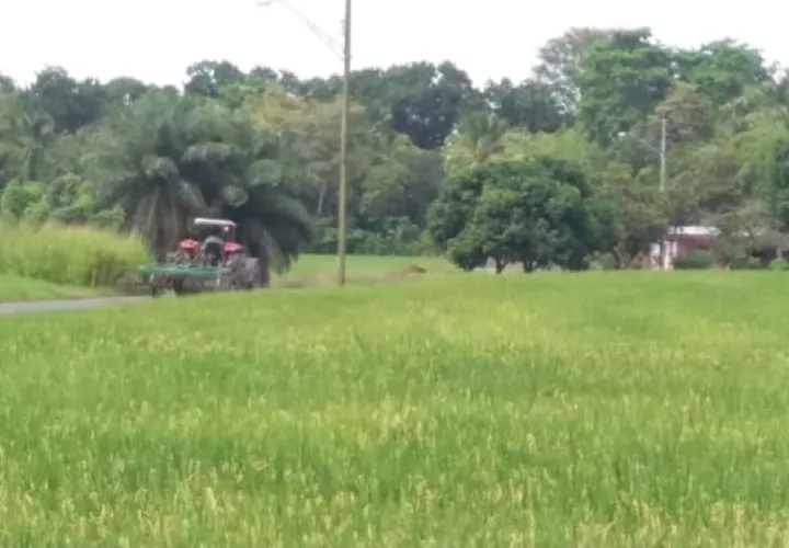 solo en la provincia de Chiriquí hay 340 productores, ubicados en los distritos de Alanje, David y Barú. FOTO/JOSÉ VÁQUEZ