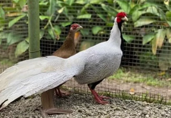 El hurto de las aves se reportó el 15 de febrero.