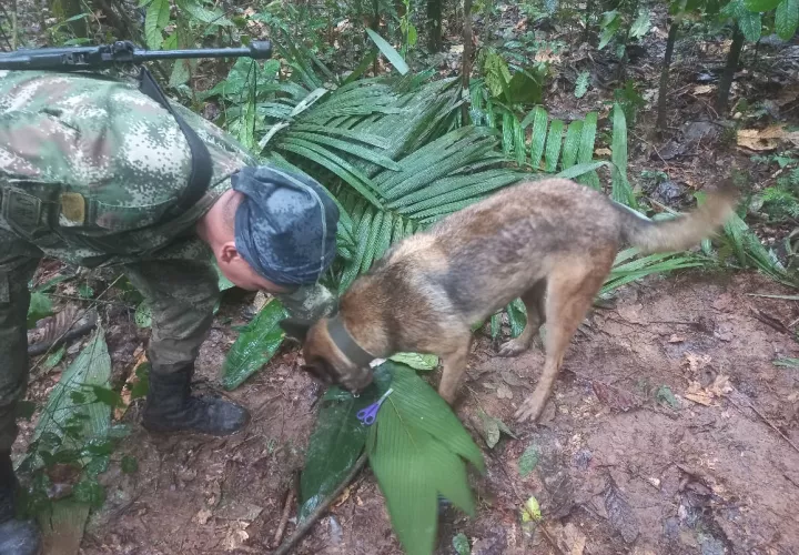 Gracias a la orientación de nuestro canino Ulises, las Fuerzas Especiales encontraron un refugio improvisado y elementos que darían indicios del rastro de los menores desparecidos tras el accidente de la aeronave Cessna 206..