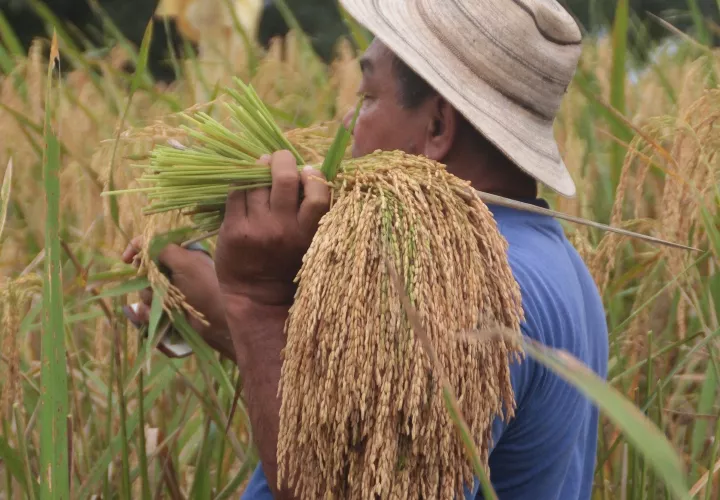 Siembra de arroz en Panamá.