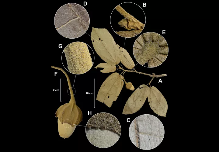  Muestras de M. petaquillae. Foto: Cortesía Smithsonian