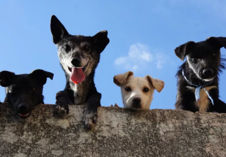 La esterilización para perros rescatados será de $15 dólares. Foto: Prexels