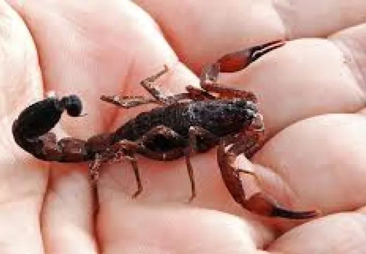 Picadura mortal de un alacrán.